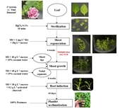 Nhân giống in vitro cây dạ yến thảo kép Hồng viền trắng Petunia hybrida Hort ex Vilm - Andr cv ‘Pink Diamond’ từ mô lá