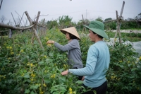 Trở về với ruộng đồng – Hành trình truyền cảm hứng của cựu sinh viên khoa Nông học, Học viện Nông nghiệp Việt Nam