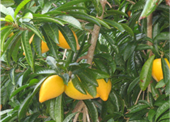 Kết quả bước đầu nghiên cứu về cây Trứng gà pouteria lucuma làm cảnh tại viện Sinh vật cảnh