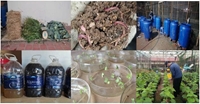 Dịch trùn Vermiwash – sản phẩm đa tác dụng từ giun đất và phụ phẩm nông nghiệp, rác thải sinh hoạt hữu cơ