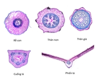 Nghiên cứu đặc điểm thực vật học của cây thuốc Nần nghệ Dioscorea collettii Hook f  trồng tại Phong Thổ - Lai Châu