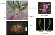 Nghiên cứu đặc điểm thực vật học của cây thuốc Bạch cập Bletilla striata Thunb  Rchb f  trồng tại Ba Bể - Bắc Kạn