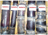 Nghiên cứu đặc điểm nông sinh học của 5 mẫu giống mía tím Kim Tân Saccharum officinarum l  tại Thanh Hóa
