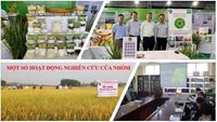 Nhóm nghiên cứu mạnh Cây lúa - Kiến tạo giống lúa mới, phát triển nông nghiệp bền vững