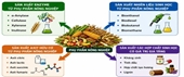 Biến phụ phẩm nông nghiệp thành tài nguyên Hướng tiếp cận bền vững cho nông nghiệp tuần hoàn