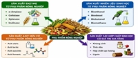 Biến phụ phẩm nông nghiệp thành tài nguyên Hướng tiếp cận bền vững cho nông nghiệp tuần hoàn