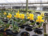 Effects of Plant Growth Regulators and Sucrose on the Regeneration of Paphiopedilum micranthum var North Vietnam