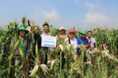 Fruit corn – A breakthrough in selecting the new generation of corn species at Vietnam National University of Agriculture