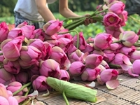 Scientists from the Vietnam National University of Agriculture have successfully built the process of breeding West Lake lotus by cell culture