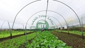 Giải pháp thúc đẩy các hợp tác xã nông nghiệp ứng dụng công nghệ cao trong sản xuất và tiêu thụ rau ở huyện Đông Anh, Hà Nội