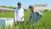Nghiên cứu giảm phát thải và tạo tín chỉ carbon trong canh tác lúa bền vững tại Việt Nam
