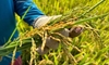 Giảm phát thải khí nhà kính trong trồng lúa - Bài 1 Xu thế và cơ hội