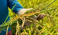 Giảm phát thải khí nhà kính trong trồng lúa - Bài 1 Xu thế và cơ hội
