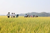 Giảm phát thải khí nhà kính trong trồng lúa - Bài 2 Tình hình thực hiện việc trồng lúa giảm phát thải ở một số địa phương