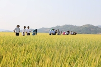 Giảm phát thải khí nhà kính trong trồng lúa - Bài 2 Tình hình thực hiện việc trồng lúa giảm phát thải ở một số địa phương