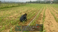 Viện Nghiên cứu Tăng trưởng xanh triển khai xây dựng mô hình thực nghiệm và chuyển hóa phế phụ phẩm nông nghiệp tại Hòa Bình nay là tỉnh Phú Thọ