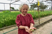 Nhà khoa học U90 và giấc mơ xanh hóa nông nghiệp bằng bèo hoa dâu