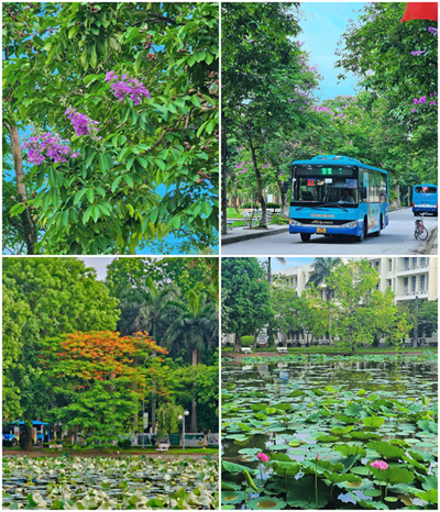 Tháng Sáu – Mùa hoa rực rỡ, mùa bảo vệ khóa luận, mùa trưởng thành