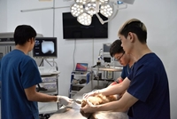 Những ‘việc không nhẹ nhưng lương cao’ trong nông nghiệp ‘Cháy hàng’ sinh viên thú y