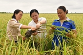 Bữa cơm bên bờ ruộng dùng chế phẩm vi sinh, tưới ngập - khô xen kẽ