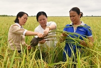 Bữa cơm bên bờ ruộng dùng chế phẩm vi sinh, tưới ngập - khô xen kẽ