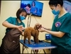 Mục sở thị Bệnh viện dành cho thú cưng lớn nhất Việt Nam