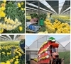 Sinh viên ngành Nông nghiệp công nghệ cao thực tập tại Đà Lạt Hasfarm
