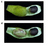 Peeking into the synthesis of pigment of black soybeans