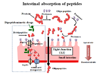 Functions and absorption of bioactive peptides in small intestine