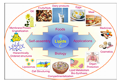 The Functions of Lipids in the Body and the Roles of Lipids in Food