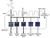 Review on polyphenols-absorption and occurrence in the body system