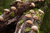 Exploring the nutritional and medicinal value of some mushroom species