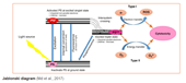 Photodynamic treatment - A new method of food preservation