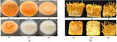 Degeneration of Cordyceps militaris Strains The Role of the MAT Mating-Type Locus