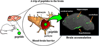 A transport route of peptides to the brain