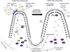 Immunostimulatory Properties of Food