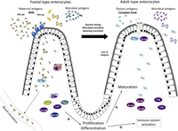 Immunostimulatory Properties of Food