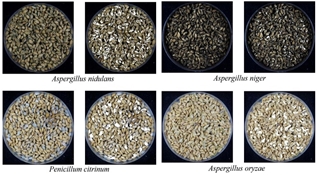 Application of artificial intelligence AI in the detection of mycotoxins in food