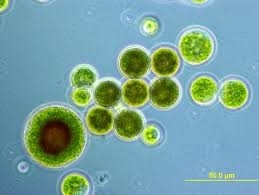 Astaxanthin Promising antioxidant biocompound for cardiovascular health