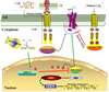 Role of Ethylene in Climacteric Fruit Ripening