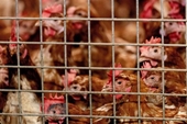 WHO khuyến cáo về khả năng lây nhiễm cúm A H5N8 từ gà sang người