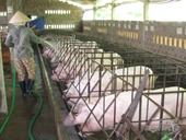 Cập nhật về bệnh dịch tả lợn Châu Phi Việt Nam trên con đường phục hồi