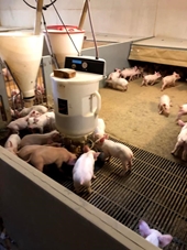 Thực tập sinh tại Đan Mạch với ngành Chăn nuôi-Thú y