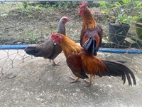 Chăn nuôi đặc sản bản địa Cải thiện để phát triển bền vững