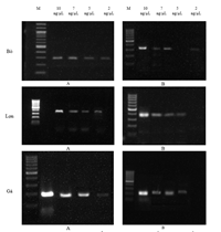 SỬ DỤNG PHƯƠNG PHÁP PCR PHÁT HIỆN LOẠI THỊT CỦA MỘT SỐ LOÀI VẬT NUÔI