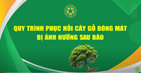 QUY TRÌNH PHỤC HỒI CÂY GỖ BÓNG MÁT BỊ ẢNH HƯỞNG SAU BÃO