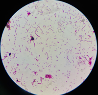 VAI TRÒ CỦA CÁC VI SINH VẬT PROBIOTIC ĐỐI VỚI HỆ SINH THÁI ĐƯỜNG RUỘT VÀ HIỆU QUẢ SỬ DỤNG PROBIOTIC TRONG CHĂN NUÔI