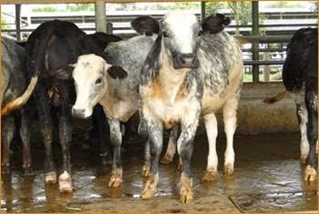 NGHIÊN CỨU SỬ DỤNG BỘT SẮN VÀ BÃ SẮN ĐƯỢC LÀM GIÀU PROTEIN TRONG THỨC ĂN HỖN HỢP HOÀN CHỈNH NUÔI VỖ BÉO BÒ