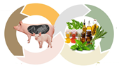 Sử dụng Phytobiotic trong chăn nuôi