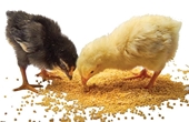 SỰ CĂNG THẲNG Ở GÀ CON CÓ THỂ LIÊN QUAN TỚI GALACTO - OLIGOSACCHARIDES CỦA ĐẬU NÀNH TRONG KHẨU PHẦN THỨC ĂN GÀ GIAI ĐOẠN ĐẦU